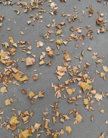 Fallen autumn leaves scattered on tarmac surface. Top viewの写真素材