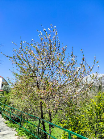 One blooming cherry tree in the spring on the background of the gardenの写真素材