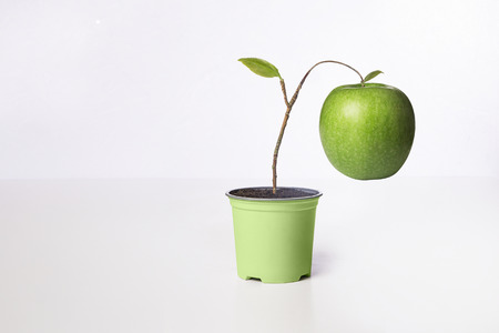 a premature growing apple on little vaseの写真素材