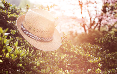 Old straw hat against attached on a plant in garden .