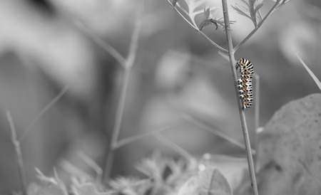 beautiful catterpillar attached on a blade of grass.