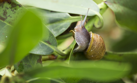 beautiful  snail in the breeding season..の写真素材