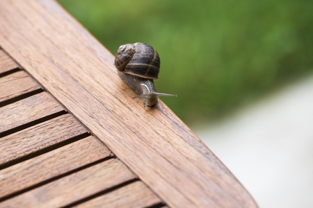 beautiful  snail in the breeding season..の写真素材