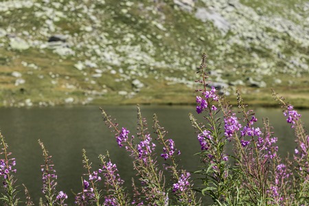 beautiful mountain background in switzerland with typical grass and lake during sunny day on summer period.の写真素材