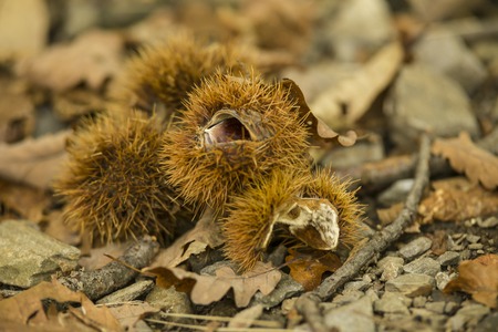 chestnuts autumn on leaf on forest backgroundの写真素材