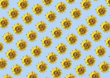 Collage - a decorative framework from sunflowersの写真素材