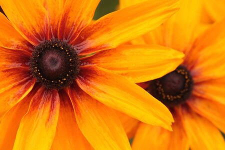 Background with two flowers of yellow colorの写真素材