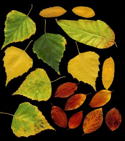 Set of autumn leaves of a birch and barberry