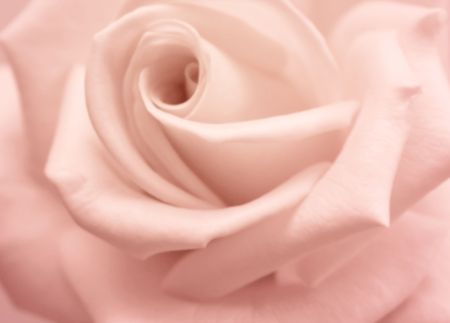 Background with rose - imitation paintingの写真素材