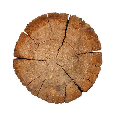 Cut of a log - over whiteの写真素材