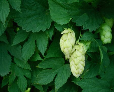 Green leaves and fruits of hop