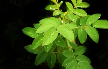Rain drops on a green leafsの写真素材