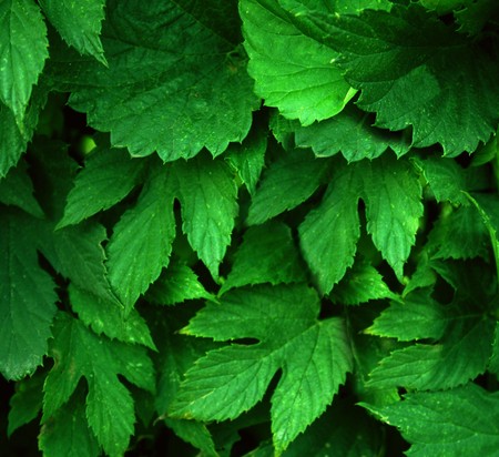 Spring background with green leaves の写真素材