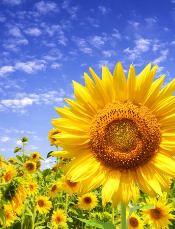 Yellow sunflowers and blue skyの写真素材