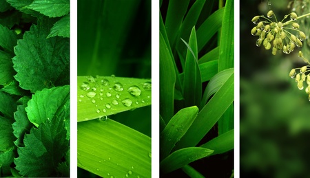 Collection of nature banners. Rain drops on a green leafsの写真素材