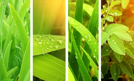 Collection of nature banners. Rain drops on a green leafsの写真素材