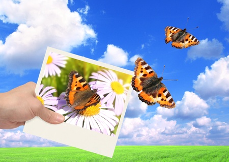 Hand with photo and butterfly. On background of the summer landscape
