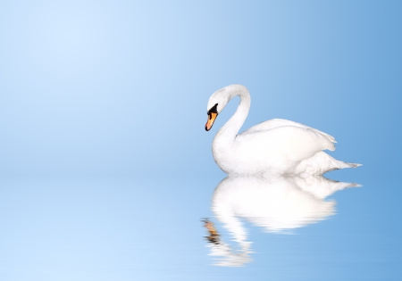 Mute swan on blue waterの写真素材