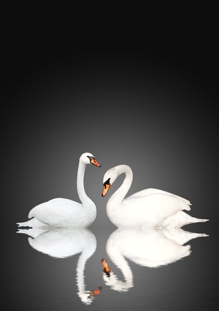 Two white swans on black backgroundの写真素材
