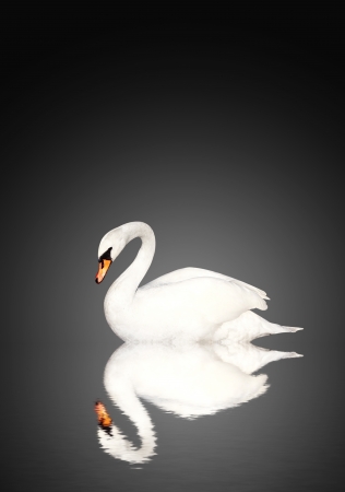 Mute swan on black backgroundの写真素材