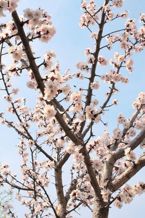 Blue sky and flower of apricotの写真素材