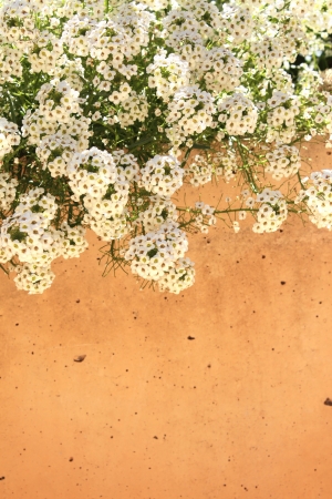 Flowers of lungwort on stucco wallの写真素材