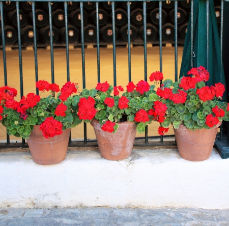 Flowerpots with geranium on stucco wallの写真素材