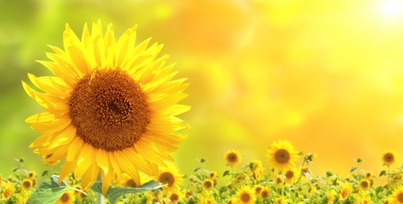 Bright yellow sunflowers and sun