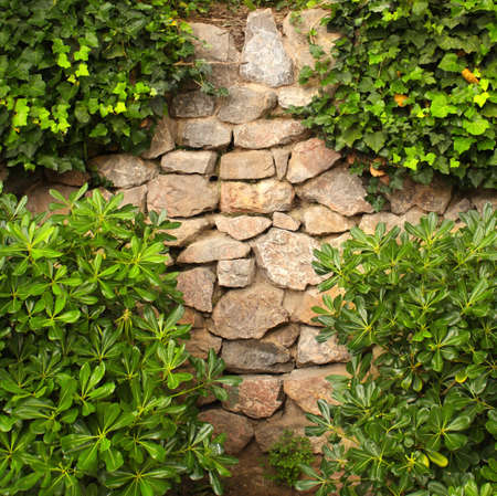 Ivy and the ancient stone wallの写真素材
