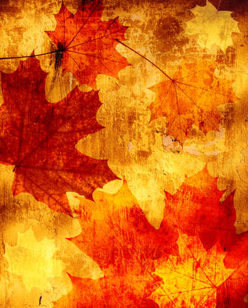 Grunge background with autumn maple leaves