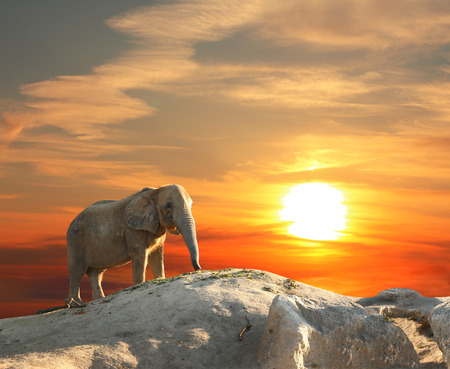 Stately african elephant at sunsetの写真素材