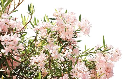 Pink flowers. Isolated on white background