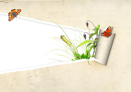 Green leaves and insect in paper hole の写真素材