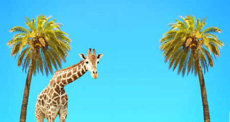 Two coconut palms and giraffe on blue skyの写真素材