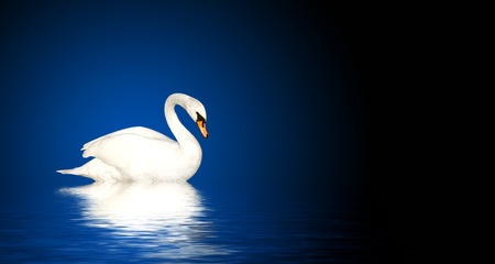 Mute swan on blue backgroundの写真素材