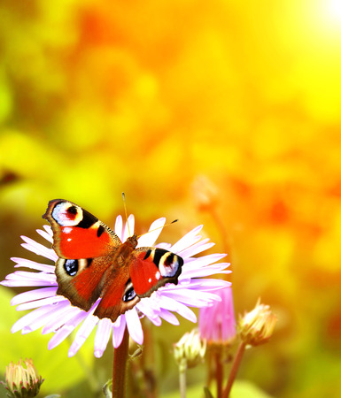 Bright butterfly on lilac flowersの写真素材