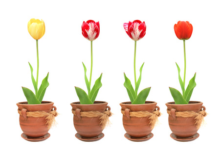 Tulips in pots. Objects isolated on white backgroundの写真素材