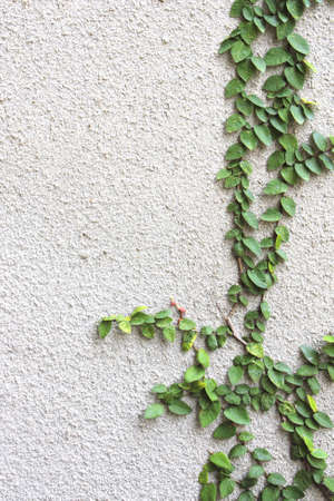 Ivy on stucco wall of grey color