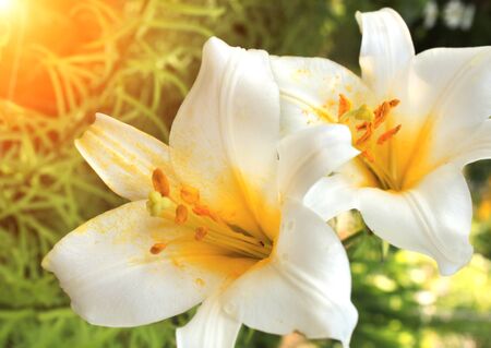 Beautiful white lilies with raindrops on petals on sunny backgroundの写真素材
