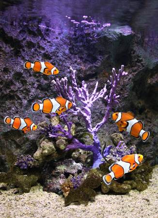 Sea corals and clown fish in marine aquariumの写真素材