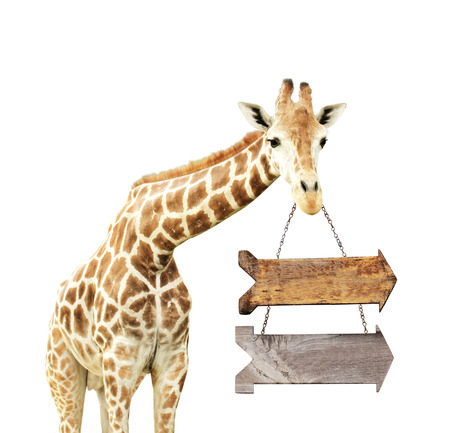 Giraffe with two wooden arrows. Isolated on white backgroundの写真素材