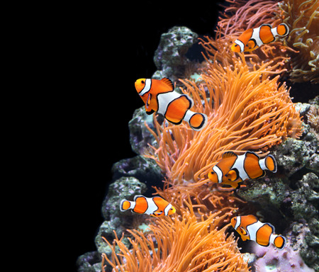 Sea anemone and clown fish in marine aquarium. On black backgroundの写真素材