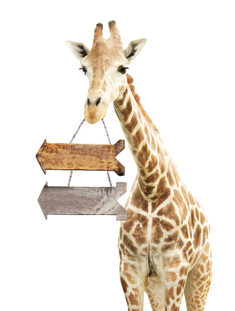 Giraffe with two wooden arrows. Isolated on white backgroundの写真素材