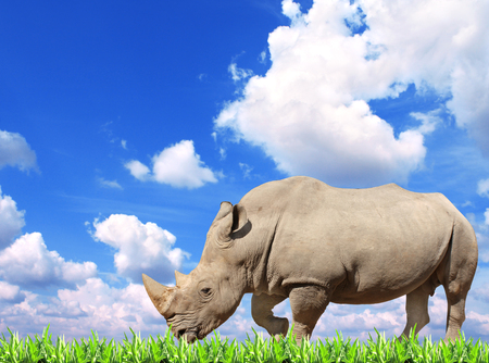 White rhinoceros (square-lipped rhinoceros, Ceratotherium simum) and green grass. On background with blue sky and white cloudsの写真素材