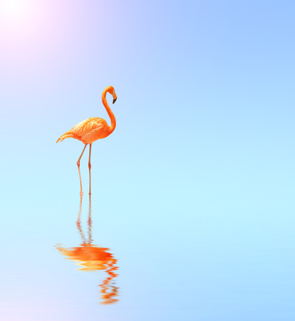 Flamingo on blue water on sunny sky background with reflection in water. Copy space for your textの写真素材