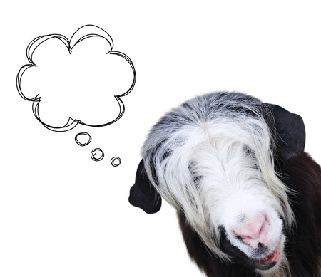 Funny goat muzzle of black and white color and scribbled comic speech bubble. Isolated on white backgroundの写真素材