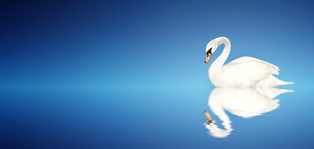 Mute swan on blue background. Copy space for text. Mock up templateの写真素材