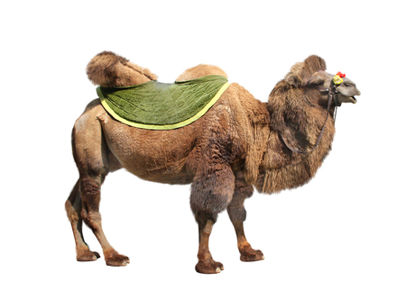 Bactrian camel (Camelus bactrianus). Isolated on white backgroundの写真素材