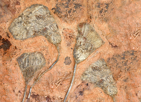 Petrified fossil crinoids (sea lilies, featherstars) in stoneの写真素材