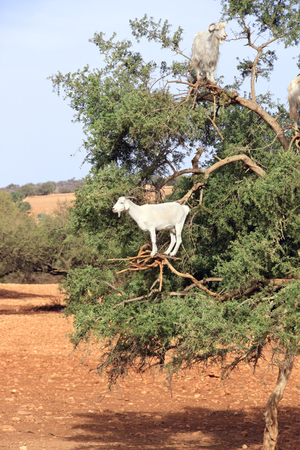Famous moroccan scene - goats on the argan tree, Morocco, North Africaの写真素材